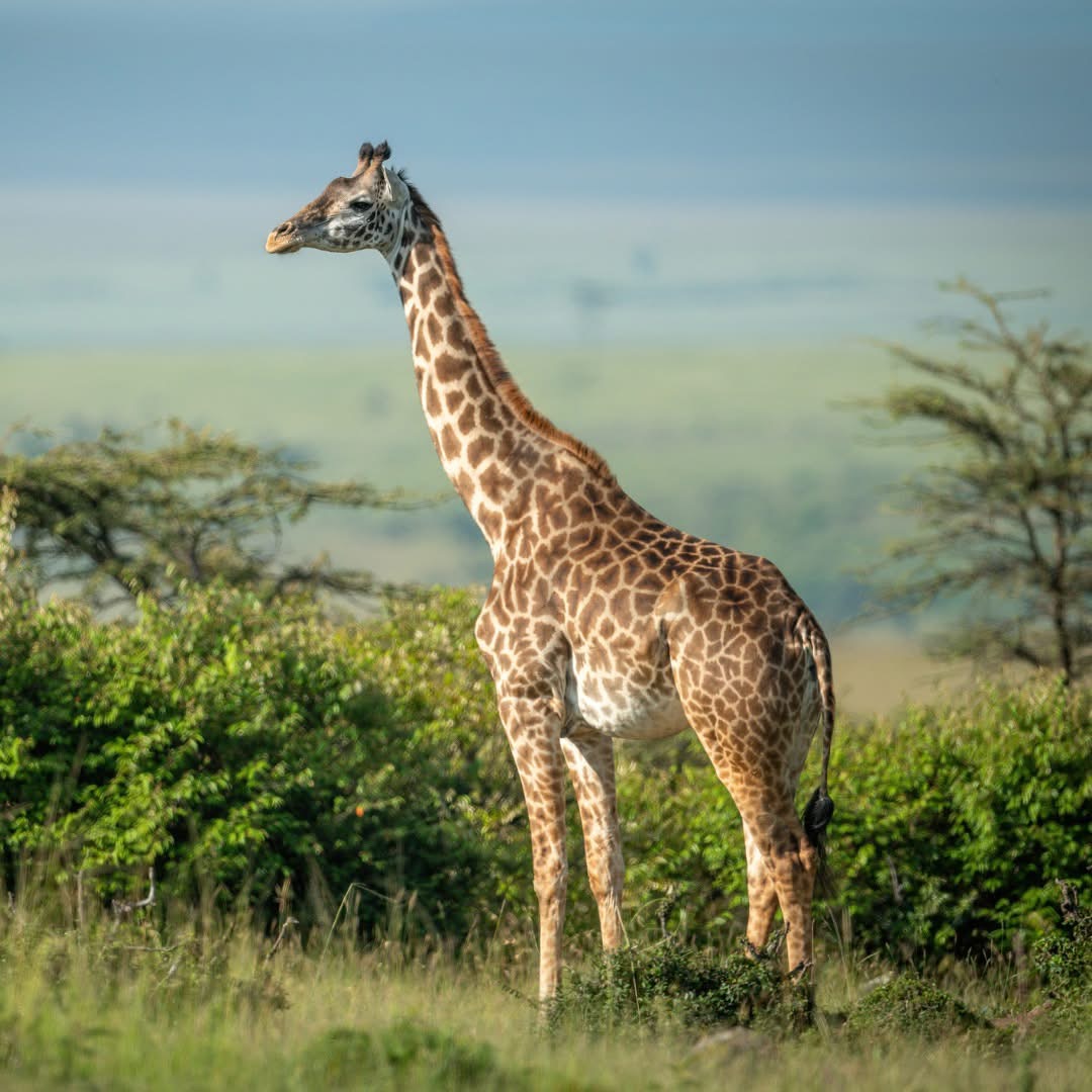 Giraffe standing in the reserve landscape